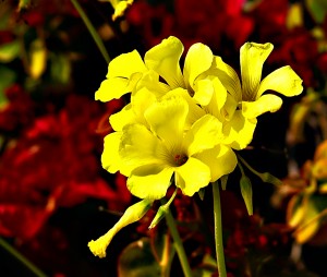 Mother's Day Flowers Mother's Day Video DVD Special